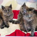 nos Maine coons