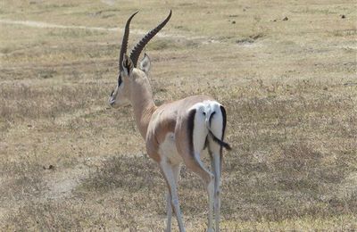 Antilope de Thomson : Afrique de l'Est