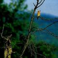 un oiseau moqueur dans une forêt calciné... 