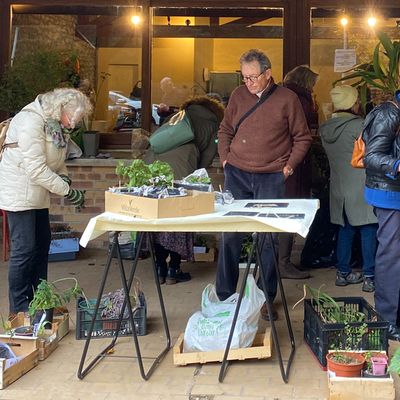 A la Sainte-Catherine, tout bois meurt ou prend racines