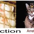 Vivisection