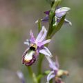 A la découverte des orchidées de la Drôme : l'Ophrys de la Drôme