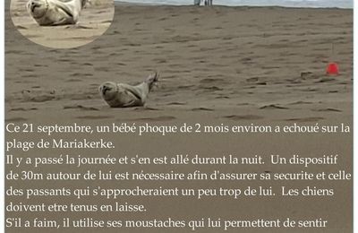* Bébé phoque a échoué sur la plage de Mariakerke-Ostende