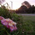 coucher de soleil sur les lantana