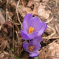 Quelques fleurs de la montagne...