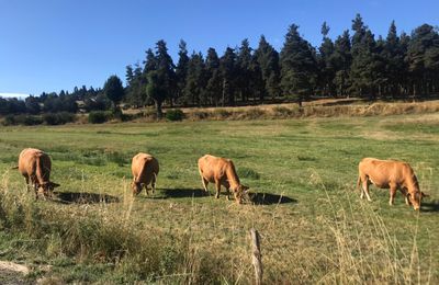 Jour 7 : Aumont-Aubrac / Malbouzon