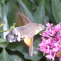 Spynx colibri 