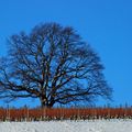 couleurs d'hiver 