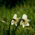 jonquilles