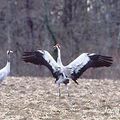 EN CHAMPAGNE, LES GRUES DEVANT L’A380 !