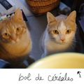 des chats intéréssés