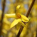 FORSYTHIA