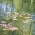 bientôt en fleurs les nymphéas 