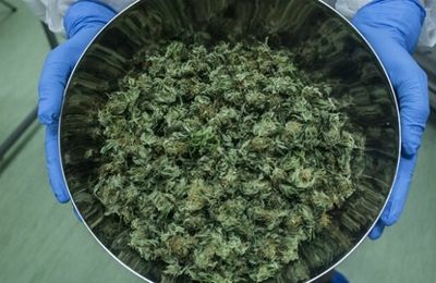 - En Italie c'est l'armée qui fait pousser la ganja !