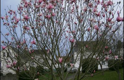 Une hirondelle ne fait pas le printemps?