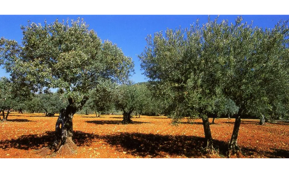 L'olivier : l'arbre de la persévérance