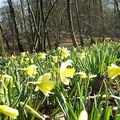 les jouquilles  des bois ( ce mois de fevrier )