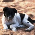 Petit chien errant à la plage de Bouznika