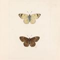 Pancrace Bessa Paris, 1772 - Ecouen, 1846. Un papillon blanc appelé gazé (ou piéride de l'aubépine) et un tabac d'Espagne orange