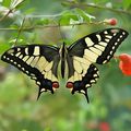 Bonjour Le Machaon 