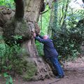 On a vu ! le Géant Nicol Atlas terrassant le chêne de Cadoudal …