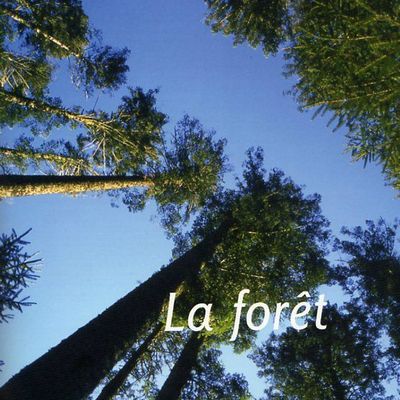 la forêt