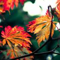 couleurs d'automne..........