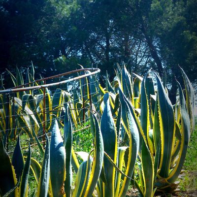 le jardin d'Adrien (suite)