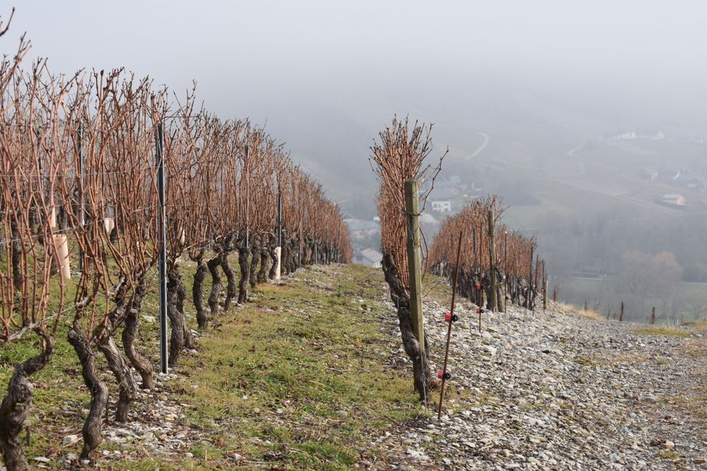 Balade dans les vignes de Chignin (73)