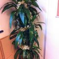 Plante verte de Noël