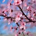 Enveloppe de printemps