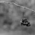 Vignes en automne 1