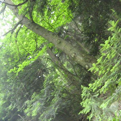 En foret