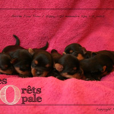 Chiots Yorkshire Terrier Pure race - Angers 49 Maine et Loire - A réserver - Disponibles fin janvier 2015