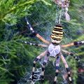 Epeire fasciée - argiope frelon
