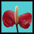Une Anthurium ....Une fleur tropicale, on dirait
