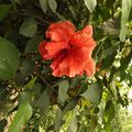 re-fleur d' hibiscus