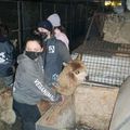 Bruxelles : Une trentaine d’animaux maltraités saisis dans une école coranique.