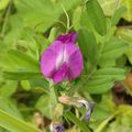 La Vesce commune (Vicia sativa).