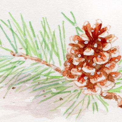 Aquarelle "Pomme de pin"