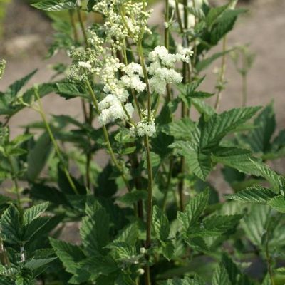 Un air de la Montagne a soufflé dans ma cuisine