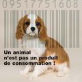 adoptez!! n'achetez pas!