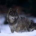 Le loup, bouc émissaire de la filière ovine : ça suffit !