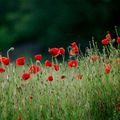 coquelicots...