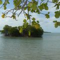 un îlot mangrove