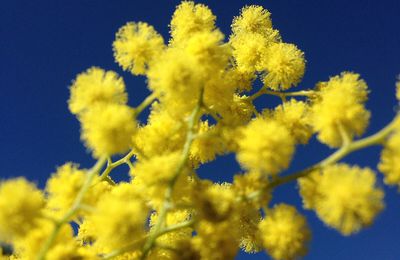 Au pays de l'Or Jaune ...