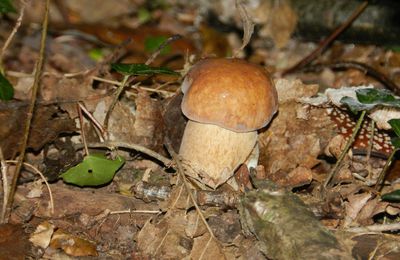 Il y a encore quelques ceps dans les bois chartrains