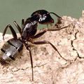 Une vie de fourmi !