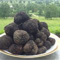 La truffe. Fruit éclair. 26 siècles av. J.C.