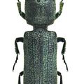 Spodochlamys latipes, Protaetia mirifica,Niponius osoriiceps, Prostenus sp, Bostrychoplites cornutus